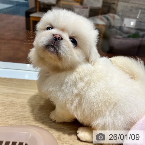 大阪府のペキニーズ (ペットプラス 四條畷店/2025年11月6日生まれ/男の子/クリーム)の子犬の3枚目の画像