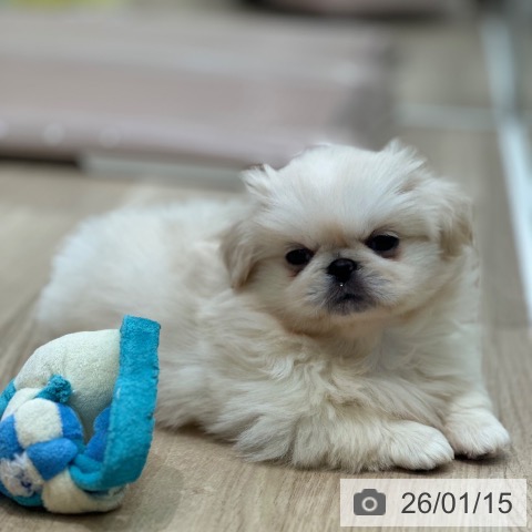 ペキニーズの写真