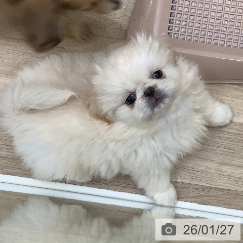 ペキニーズの写真