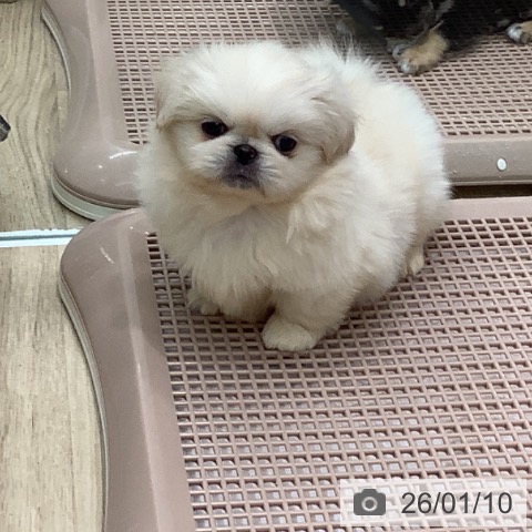 大阪府のペキニーズ (ペットプラス 鶴見店/2025年11月6日生まれ/男の子/クリーム)の子犬の4枚目の画像
