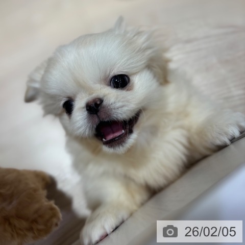 ペキニーズの写真