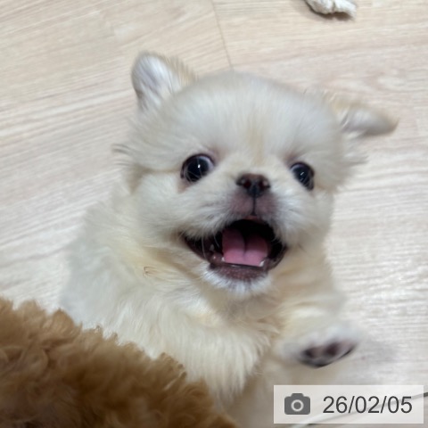 ペキニーズの写真