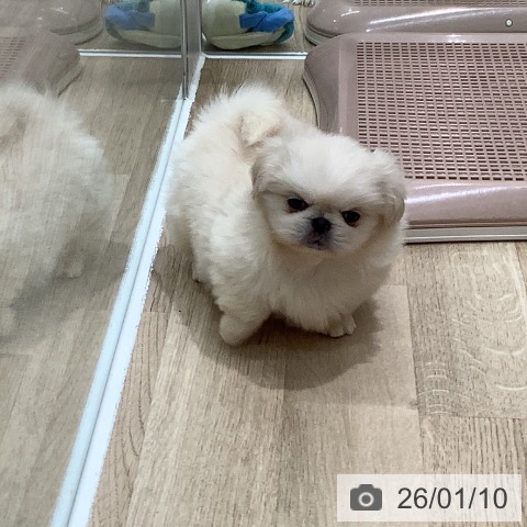 大阪府のペキニーズ (ペットプラス 鶴見店/2025年11月6日生まれ/男の子/クリーム)の子犬の3枚目の画像