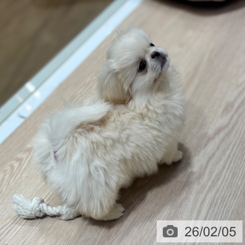 大阪府のペキニーズ (ペットプラス 堺鉄砲町店/2025年11月6日生まれ/男の子/クリーム)の子犬の4枚目の画像