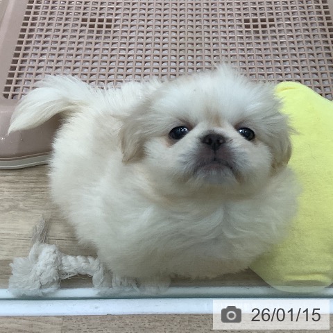 大阪府のペキニーズ (ペットプラス 鶴見店/2025年11月6日生まれ/男の子/クリーム)の子犬の3枚目の画像