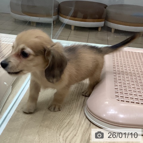 大阪府のミニチュアダックスフンド(ロング) (ペットプラス 鶴見店/2025年10月30日生まれ/男の子/シェーデットイエロー)の子犬の4枚目の画像