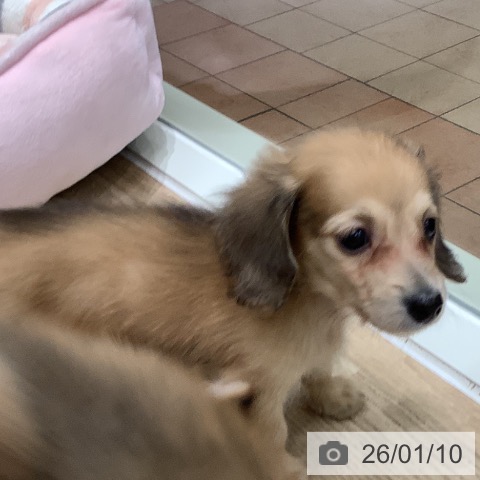 大阪府のミニチュアダックスフンド(ロング) (ペットプラス 鶴見店/2025年10月30日生まれ/男の子/シェーデットイエロー)の子犬の3枚目の画像