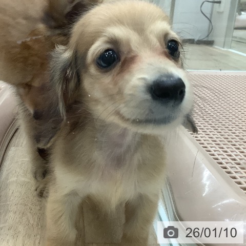 大阪府のミニチュアダックスフンド(ロング) (ペットプラス 鶴見店/2025年10月30日生まれ/男の子/シェーデットイエロー)の子犬の3枚目の画像