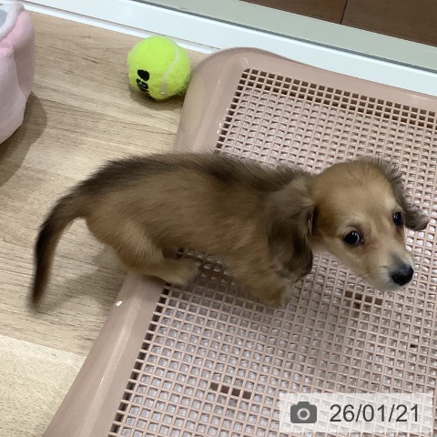 大阪府のミニチュアダックスフンド(ロング) (ペットプラス 鶴見店/2025年10月30日生まれ/男の子/シェーデットイエロー)の子犬の3枚目の画像