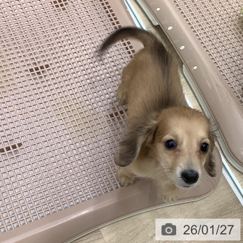 大阪府のミニチュアダックスフンド(ロング) (ペットプラス 鶴見店/2025年10月30日生まれ/男の子/シェーデットイエロー)の子犬の3枚目の画像