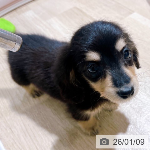 大阪府のミニチュアダックスフンド(ロング) (ペットプラス イオン大日店/2025年10月30日生まれ/男の子/ブラックイエロー)の子犬の4枚目の画像