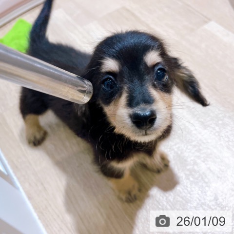 大阪府のミニチュアダックスフンド(ロング) (ペットプラス イオン大日店/2025年10月30日生まれ/男の子/ブラックイエロー)の子犬の3枚目の画像