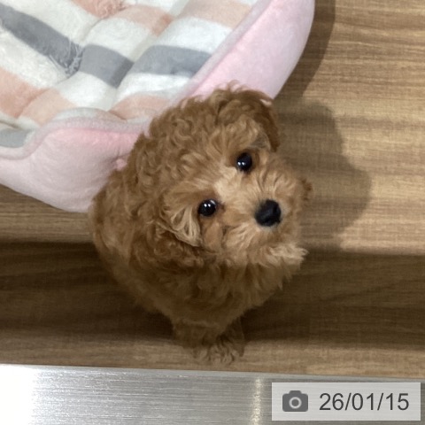 鳥取県のトイプードル(トイ) (ペッツワン 日吉津店/2025年11月5日生まれ/男の子/アプリコット)の子犬の3枚目の画像