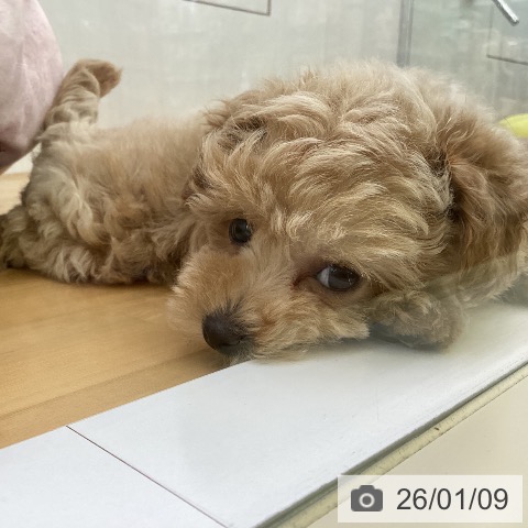 香川県のトイプードル(トイ) (ペットプラス 高松店/2025年11月5日生まれ/男の子/アプリコット)の子犬の3枚目の画像