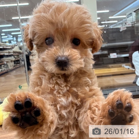 岡山県のトイプードル(トイ) (ペッツワン 岡山南店/2025年11月5日生まれ/男の子/アプリコット)の子犬の3枚目の画像