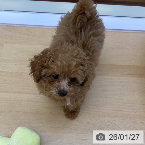 トイ・プードルの写真