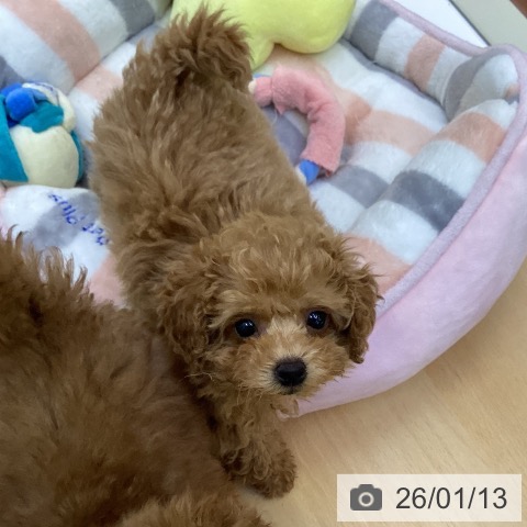 香川県のトイプードル(トイ) (ペットプラス 綾川店/2025年11月5日生まれ/女の子/アプリコット)の子犬の3枚目の画像