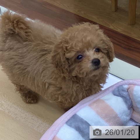 香川県のトイプードル(トイ) (ペットプラス 綾川店/2025年11月5日生まれ/女の子/アプリコット)の子犬の4枚目の画像