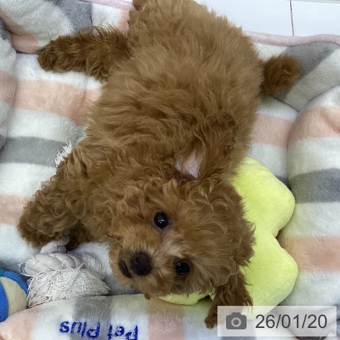 香川県のトイプードル(トイ) (ペットプラス 綾川店/2025年11月5日生まれ/女の子/アプリコット)の子犬の3枚目の画像