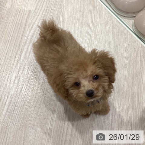 岡山県のトイプードル(トイ) (ペットプラス 岡山店/2025年11月6日生まれ/男の子/アプリコット)の子犬の3枚目の画像