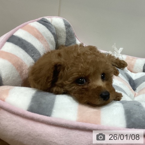 鳥取県のトイプードル(トイ) (ペッツワン 日吉津店/2025年11月6日生まれ/女の子/レッド)の子犬の4枚目の画像