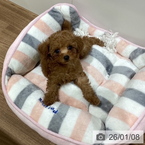 鳥取県のトイプードル(トイ) (ペッツワン 日吉津店/2025年11月6日生まれ/女の子/レッド)の子犬の3枚目の画像