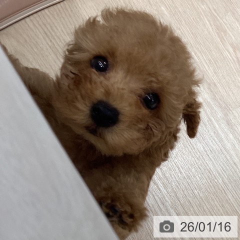 徳島県のトイプードル(トイ) (ペットプラス 徳島店/2025年11月6日生まれ/女の子/レッド)の子犬の3枚目の画像