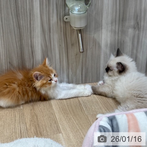 大阪府のスコティッシュフォールド (ペットプラス 堺北花田店/2025年10月25日生まれ/男の子/レッドタビーホワイト)の子猫の4枚目の画像