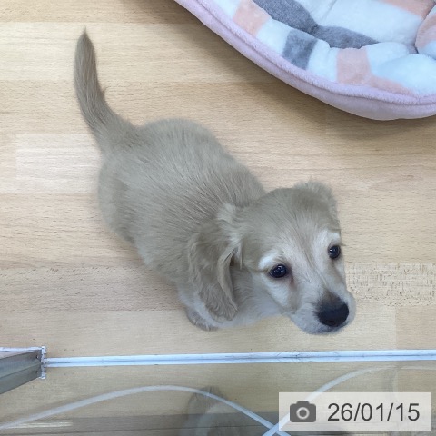 香川県のカニンヘンダックスフンド(ロング) (ペットプラス 綾川店/2025年11月10日生まれ/男の子/イエロー)の子犬の4枚目の画像