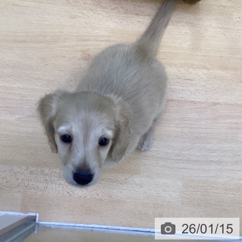 香川県のカニンヘンダックスフンド(ロング) (ペットプラス 綾川店/2025年11月10日生まれ/男の子/イエロー)の子犬の3枚目の画像