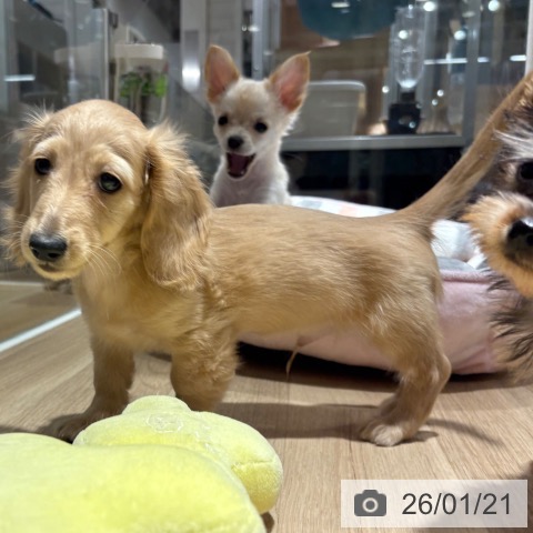 兵庫県のカニンヘンダックスフンド(ロング) (ペットプラス 神戸三宮店/2025年10月28日生まれ/男の子/イエロー)の子犬の4枚目の画像