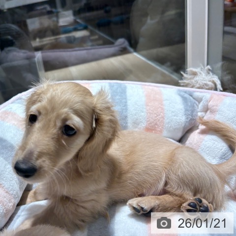 兵庫県のカニンヘンダックスフンド(ロング) (ペットプラス 神戸三宮店/2025年10月28日生まれ/男の子/イエロー)の子犬の3枚目の画像