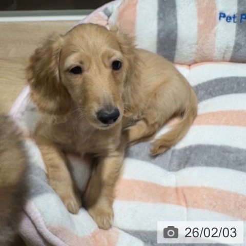 兵庫県のカニンヘンダックスフンド(ロング) (ペットプラス 神戸三宮店/2025年10月28日生まれ/男の子/イエロー)の子犬の4枚目の画像