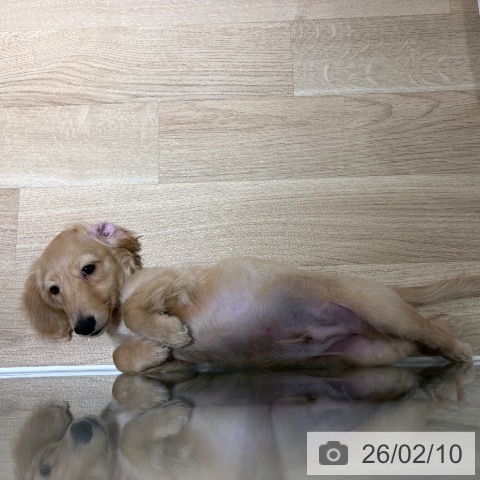 兵庫県のカニンヘンダックスフンド(ロング) (ペットプラス 神戸三宮店/2025年10月28日生まれ/男の子/イエロー)の子犬の3枚目の画像