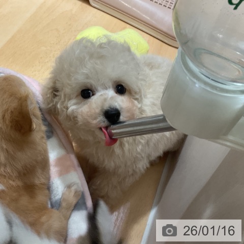 奈良県のトイプードル(トイ) (ペットプラス 大和郡山店/2025年11月11日生まれ/男の子/クリーム)の子犬の4枚目の画像