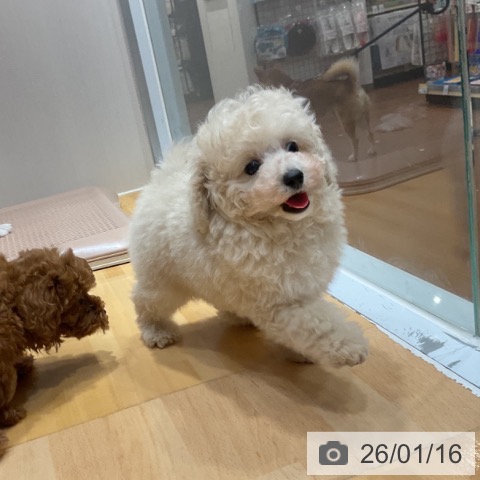 奈良県のトイプードル(トイ) (ペットプラス 大和郡山店/2025年11月11日生まれ/男の子/クリーム)の子犬の3枚目の画像