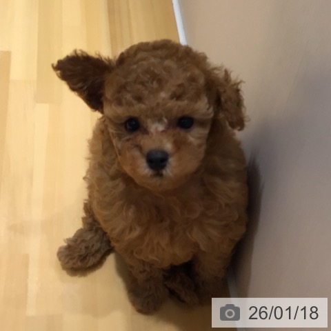 奈良県のトイプードル(トイ) (ペットプラス 大和郡山店/2025年11月13日生まれ/男の子/アプリコット)の子犬の3枚目の画像