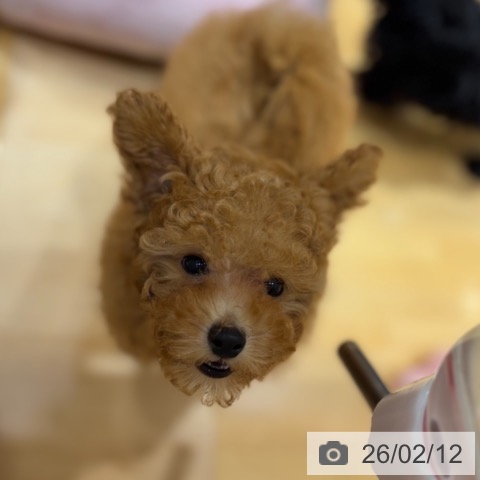 奈良県のトイプードル(トイ) (ペットプラス 大和郡山店/2025年11月13日生まれ/男の子/アプリコット)の子犬の3枚目の画像