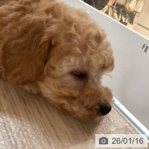 京都府のトイプードル(トイ) (ペットプラス イオンモールKYOTO店/2025年11月13日生まれ/男の子/アプリコット)の子犬の3枚目の画像