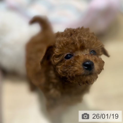 トイ・プードルの写真