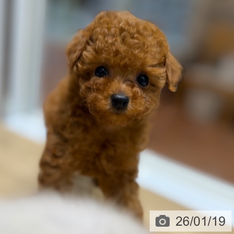 トイ・プードルの写真