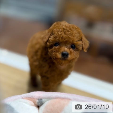 トイ・プードルの写真