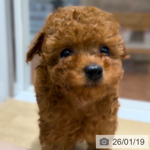 大阪府のトイプードル(トイ) (ペットプラス 四條畷店/2025年11月13日生まれ/女の子/レッド)の子犬の4枚目の画像