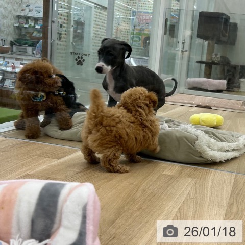 大阪府のトイプードル(トイ) (ペットプラス 松原店/2025年11月5日生まれ/男の子/アプリコット)の子犬の4枚目の画像