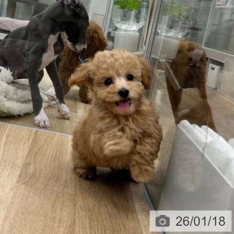 大阪府のトイプードル(トイ) (ペットプラス 松原店/2025年11月5日生まれ/男の子/アプリコット)の子犬の3枚目の画像