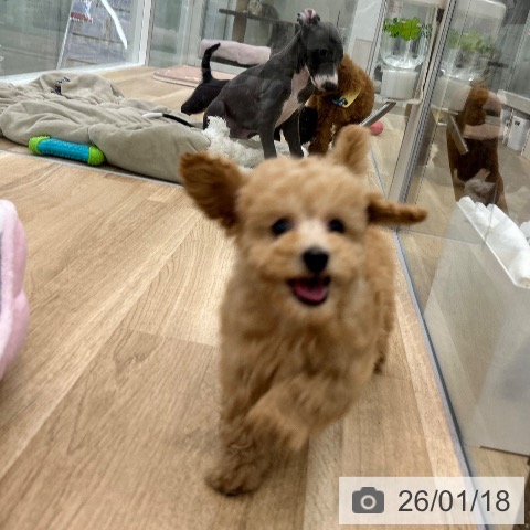 大阪府のトイプードル(トイ) (ペットプラス 鶴見店/2025年11月5日生まれ/男の子/アプリコット)の子犬の4枚目の画像