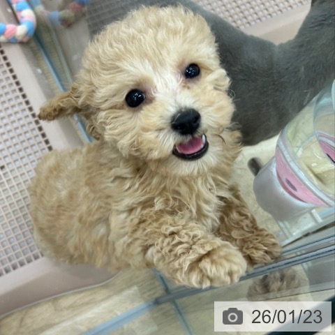 大阪府のトイプードル(トイ) (ペットプラス 鶴見店/2025年11月5日生まれ/男の子/アプリコット)の子犬の3枚目の画像