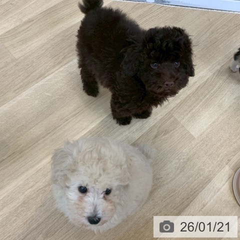 京都府のトイプードル(トイ) (ペットプラス 久御山店/2025年10月30日生まれ/男の子/ブラウン)の子犬の3枚目の画像