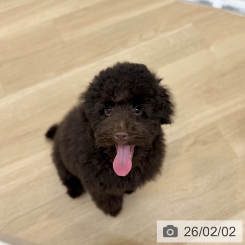 トイ・プードルの写真