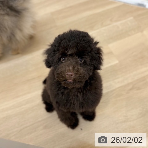 京都府のトイプードル(トイ) (ペットプラス 久御山店/2025年10月30日生まれ/男の子/ブラウン)の子犬の4枚目の画像